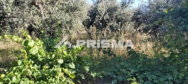 Terreno para Venda em Póvoa de Rio de Moinhos e Cafede