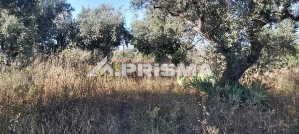 Terreno para Venda em Póvoa de Rio de Moinhos e Cafede