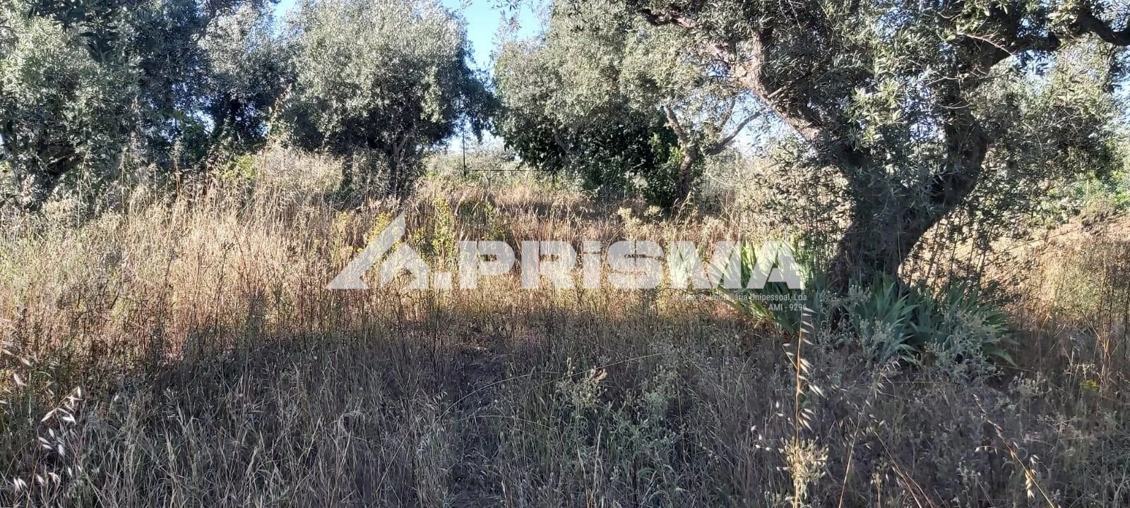 Terreno para Venda em Póvoa de Rio de Moinhos e Cafede Foto 4