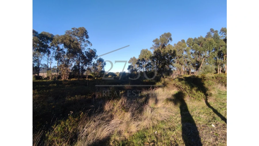 Terreno Agricola ou Rústico para Arrendamento em Alcabideche Foto 2