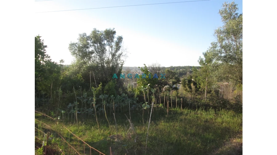 Terreno para Venda em Colmeias e Memória Foto 11