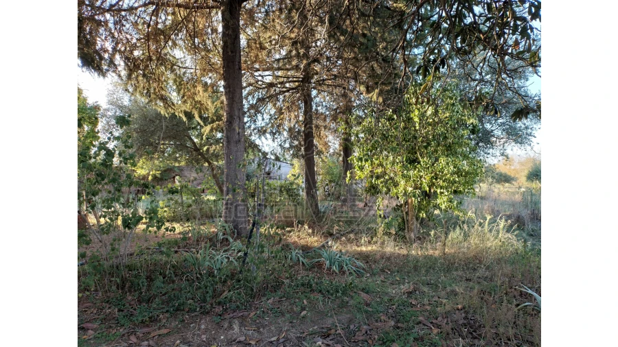 Quinta T3 para Venda em São Bento do Cortiço e Santo Estêvão Foto 5