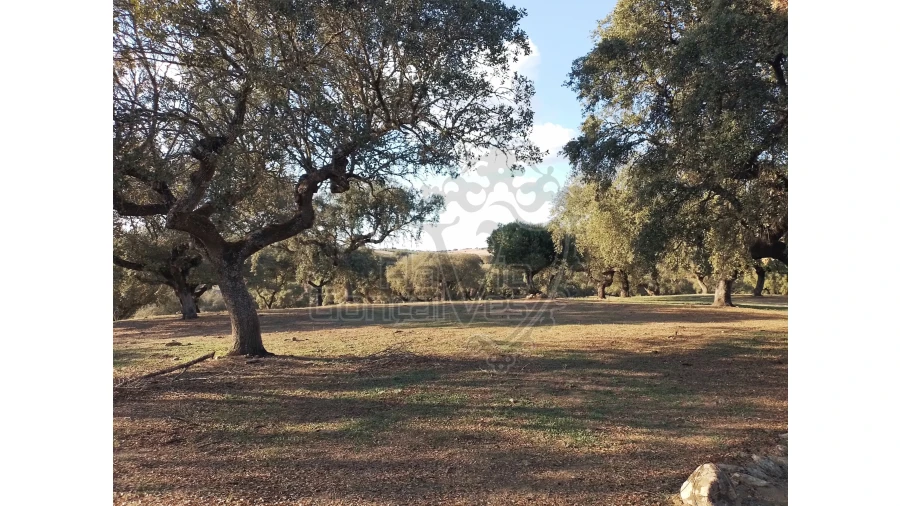 Quinta T3 para Venda em São Bento do Cortiço e Santo Estêvão Foto 10