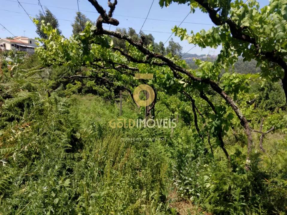 Terreno Agricola ou Rústico para Venda em Souselo Foto 6