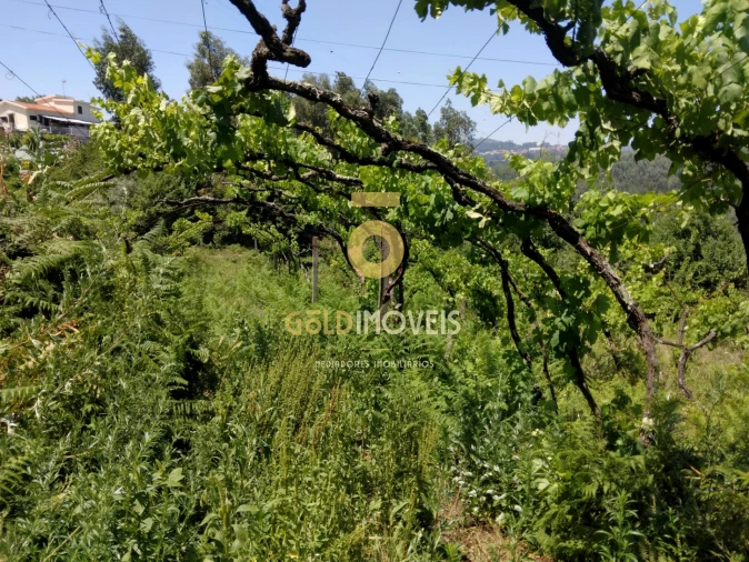 Terreno Agricola ou Rústico para Venda em Souselo Foto 6