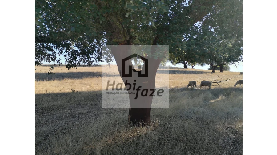 Quinta para Venda em Vimieiro Foto 9