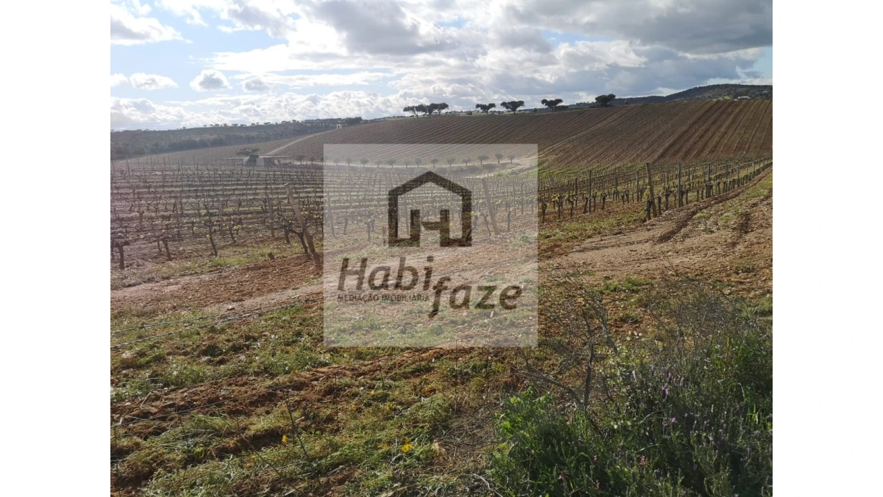 Quinta para Venda em Reguengos de Monsaraz Foto 3