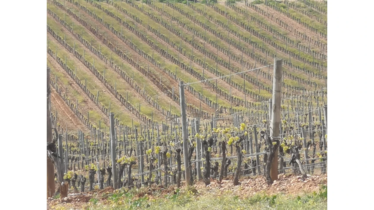 Quinta para Venda em Reguengos de Monsaraz Foto 7