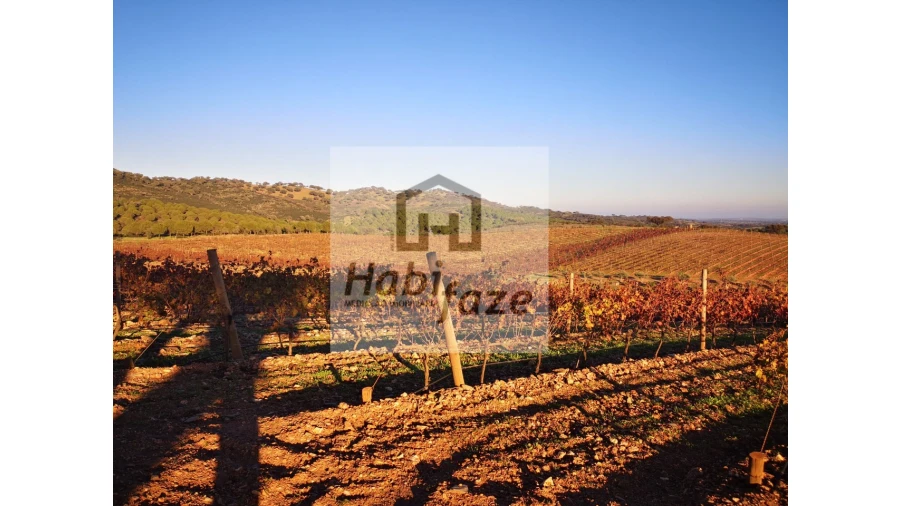 Quinta para Venda em Reguengos de Monsaraz Foto 4