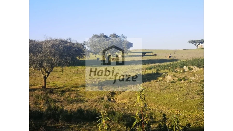 Quinta T8 para Venda em Terena (São Pedro) Foto 4