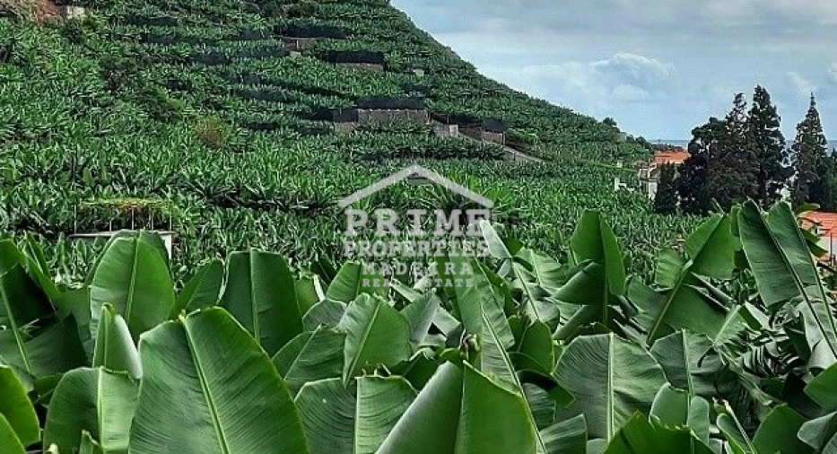 Terreno para Venda em Arco da Calheta Foto 2