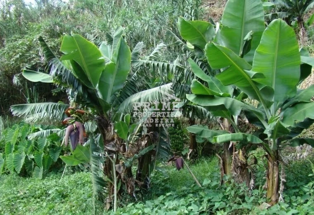 Terreno para Venda em Arco da Calheta Foto 3