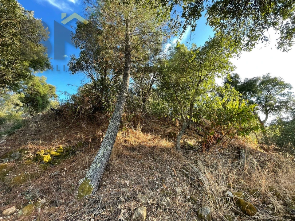 Terreno Agricola ou Rústico para Venda em Ninho do Açor e Sobral do Campo Foto 6