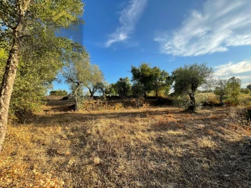 Terreno Agricola ou Rústico para Venda em Ninho do Açor e Sobral do Campo