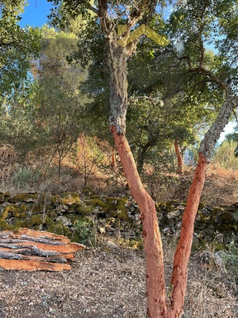 Terreno Agricola ou Rústico para Venda em Ninho do Açor e Sobral do Campo