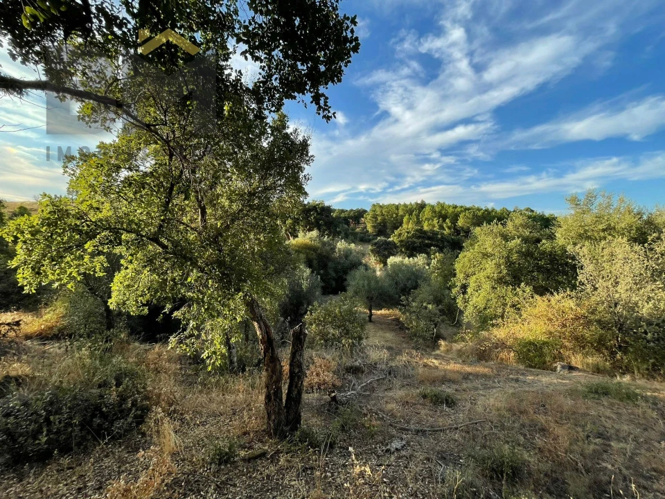 Terreno Agricola ou Rústico para Venda em Ninho do Açor e Sobral do Campo Foto 4