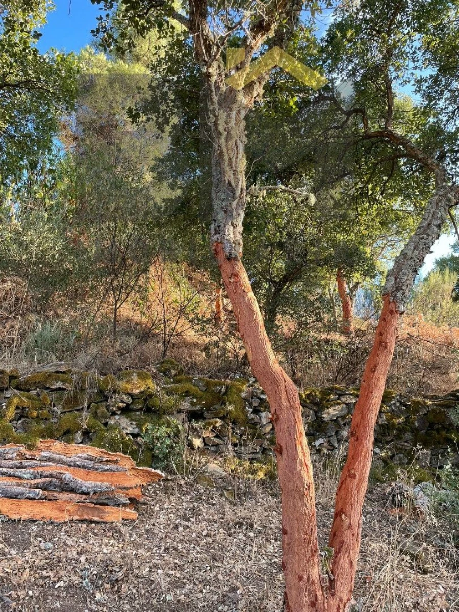 Terreno Agricola ou Rústico para Venda em Ninho do Açor e Sobral do Campo Foto 7
