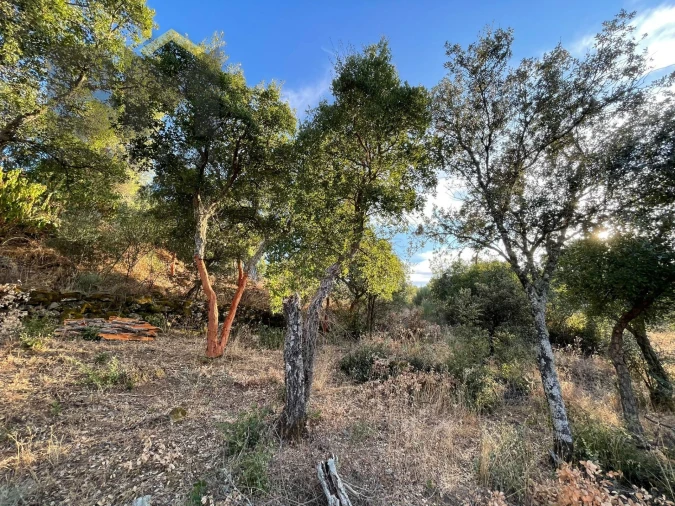 Terreno Agricola ou Rústico para Venda em Ninho do Açor e Sobral do Campo Foto 8