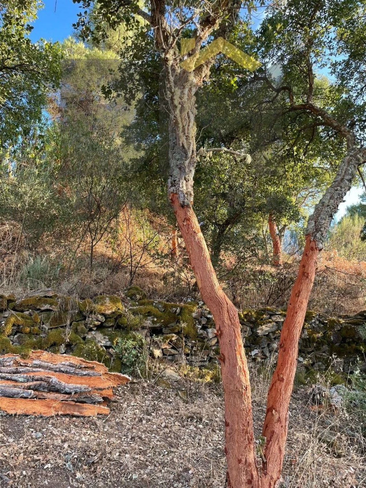 Terreno Agricola ou Rústico para Venda em Ninho do Açor e Sobral do Campo Foto 7