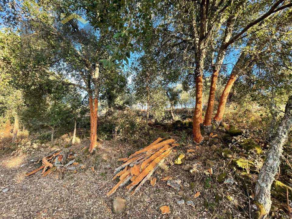 Terreno Agricola ou Rústico para Venda em Ninho do Açor e Sobral do Campo Foto 5