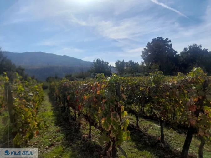 Quinta T3 para Venda em Barqueiros Foto 8