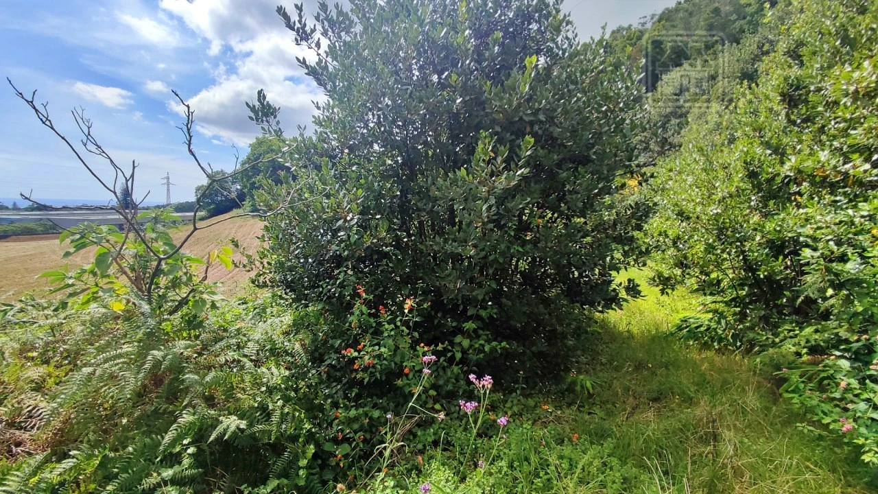 Terreno Agricola ou Rústico para Venda em Rosto do Cão (São Roque) Foto 21