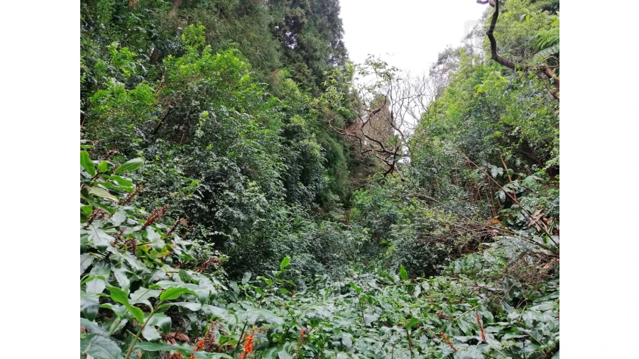 Terreno Agricola ou Rústico para Venda em Sete Cidades Foto 11
