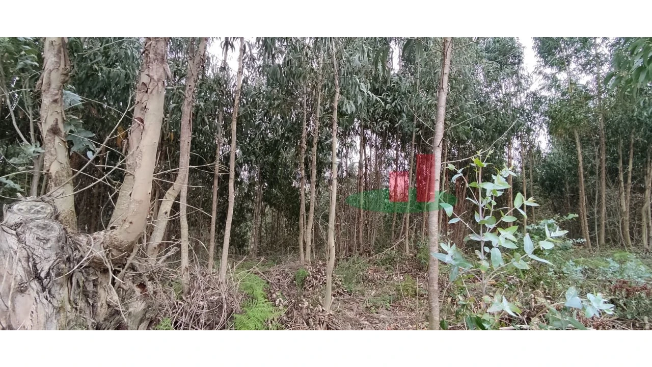 Terreno para Venda em Santa Catarina Foto 9