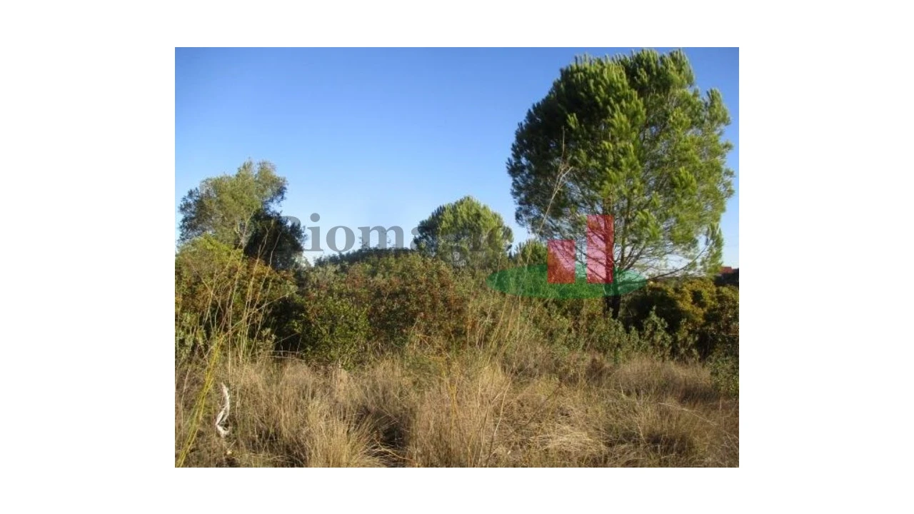 Terreno para Venda em São João Baptista e Santa Maria dos Olivais Foto 5