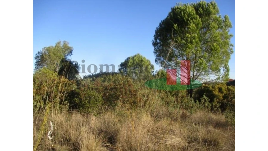 Terreno para Venda em São João Baptista e Santa Maria dos Olivais Foto 5