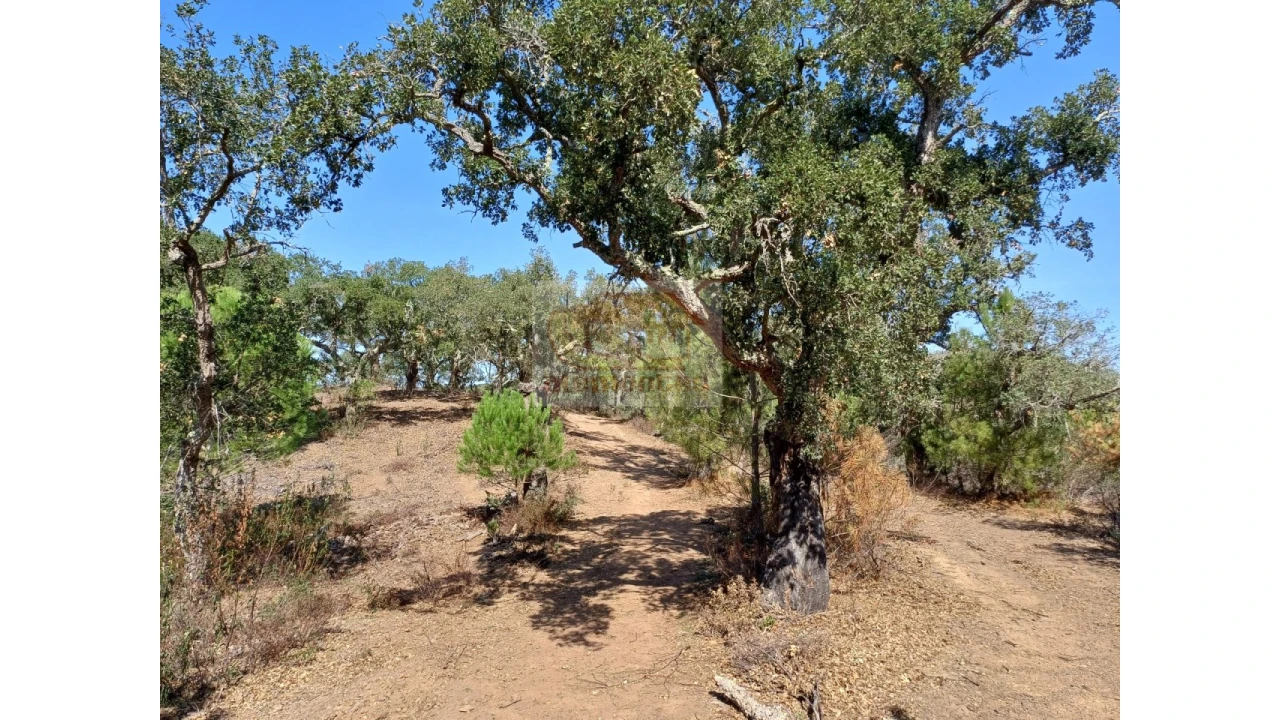 Terreno Agricola ou Rústico para Venda em Grândola e Santa Margarida da Serra Foto 5