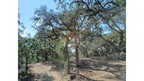 Terreno Agricola ou Rústico para Venda em Grândola e Santa Margarida da Serra