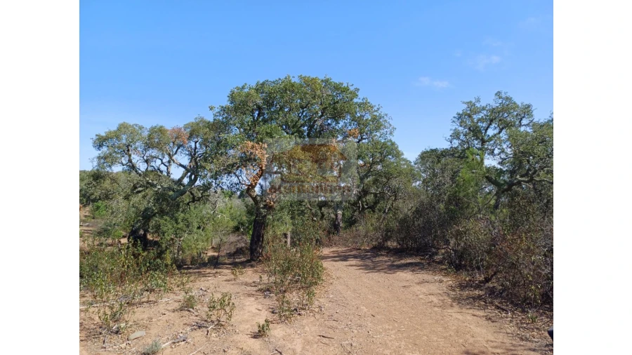 Terreno Agricola ou Rústico para Venda em Grândola e Santa Margarida da Serra Foto 3