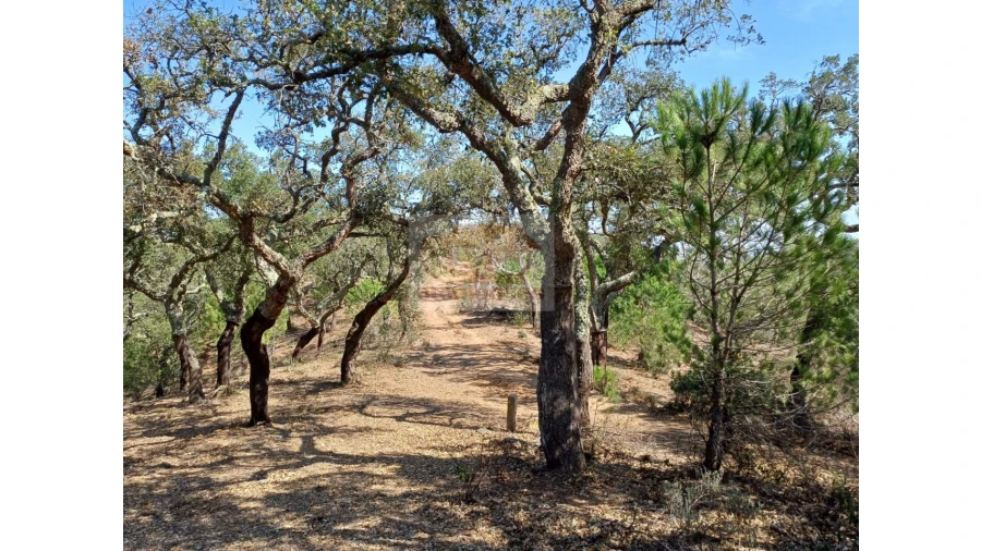 Terreno Agricola ou Rústico para Venda em Grândola e Santa Margarida da Serra Foto 4