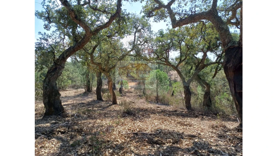 Terreno Agricola ou Rústico para Venda em Grândola e Santa Margarida da Serra Foto 2