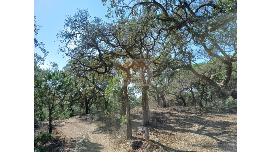 Terreno Agricola ou Rústico para Venda em Grândola e Santa Margarida da Serra Foto 6