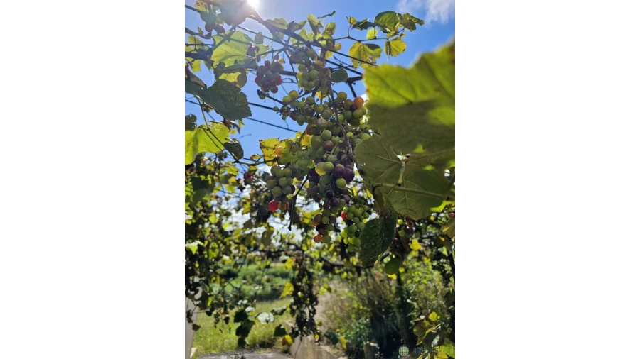 Moradia T4 para Venda em Cedros Foto 26