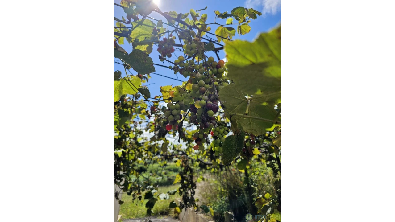 Moradia T4 para Venda em Cedros Foto 26