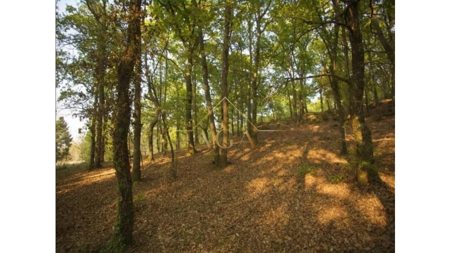 Moradia T6 para Venda em Gouveia (São Pedro e São Julião) Foto 5