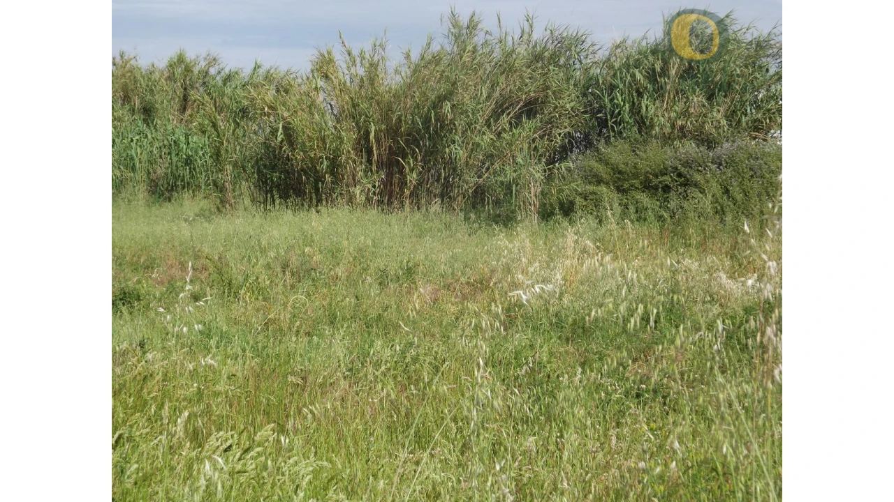 Terreno Agricola ou Rústico para Venda em Pechão Foto 4