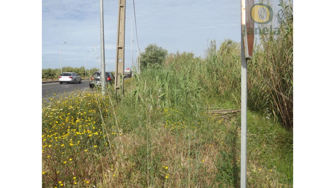 Terreno Agricola ou Rústico para Venda em Pechão Foto 5