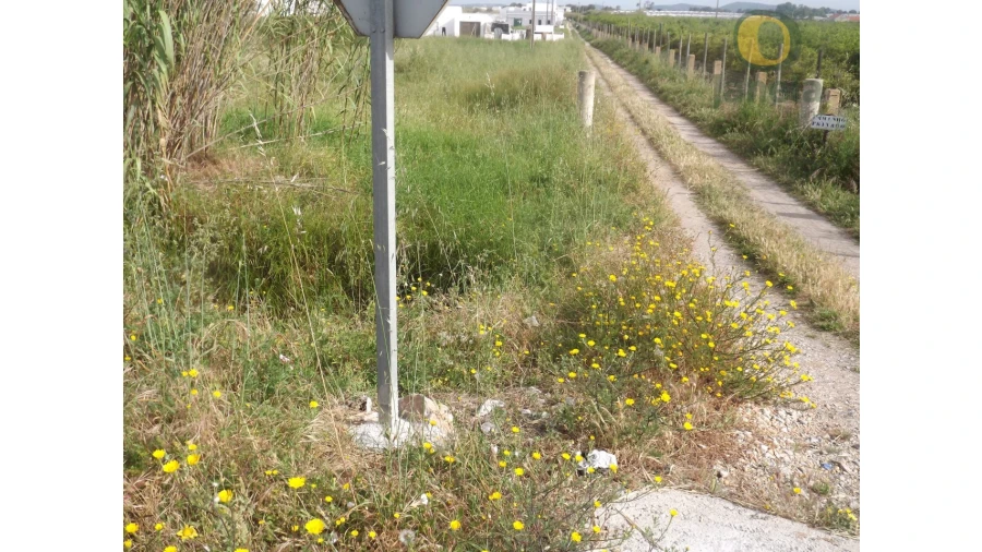 Terreno Agricola ou Rústico para Venda em Pechão Foto 1