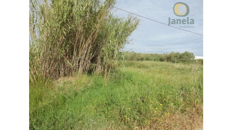Terreno Agricola ou Rústico para Venda em Pechão Foto 3