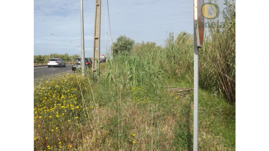 Terreno Agricola ou Rústico para Venda em Pechão Foto 5
