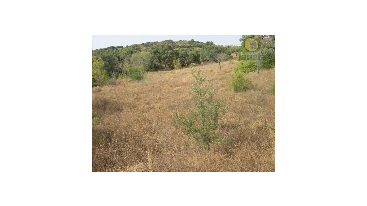 Terreno Agricola ou Rústico para Venda em Santa Barbara de Nexe Foto 1