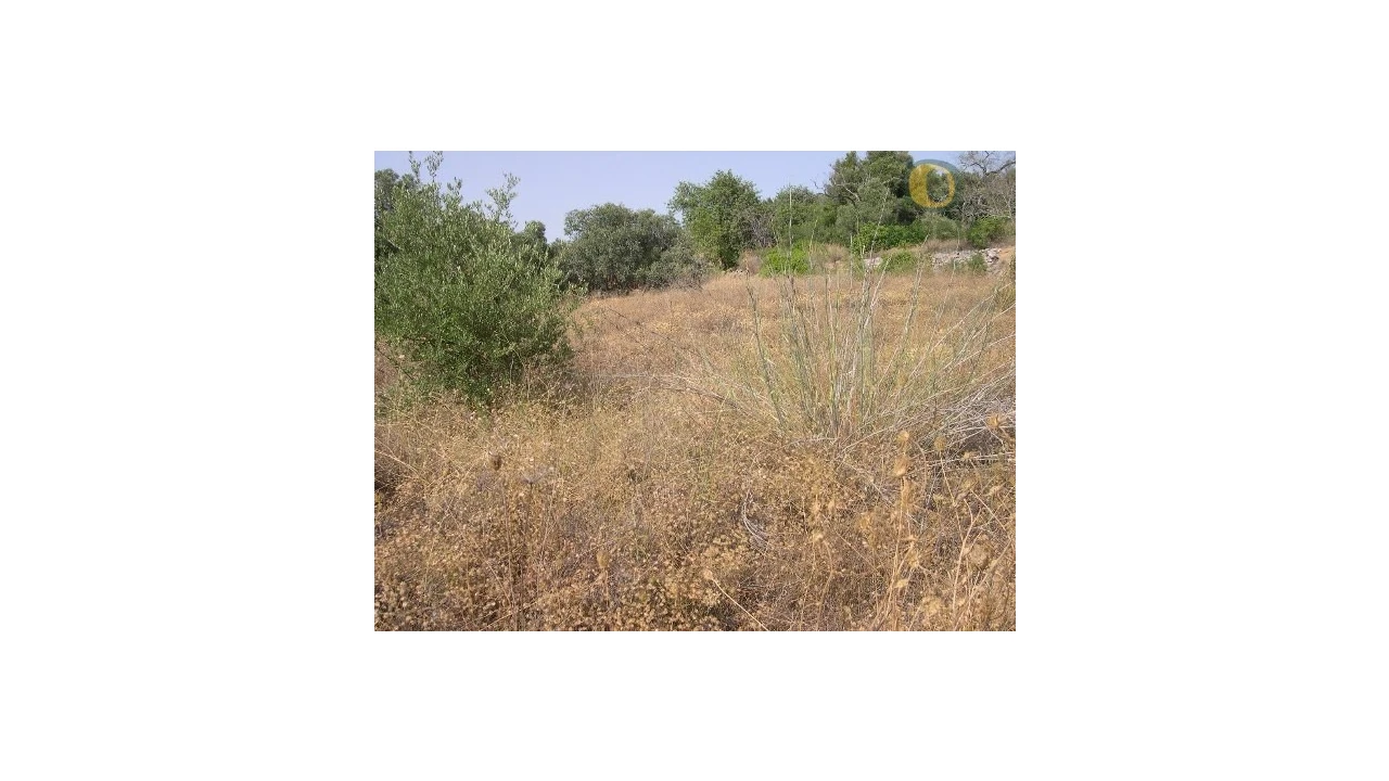 Terreno Agricola ou Rústico para Venda em Santa Barbara de Nexe Foto 2