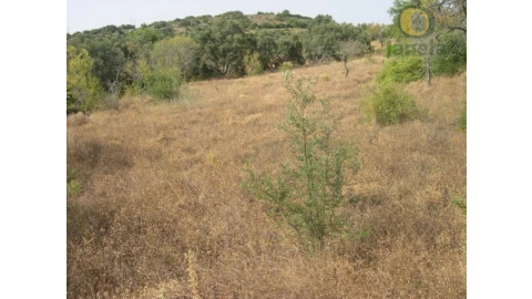 Terreno Agricola ou Rústico para Venda em Santa Barbara de Nexe
