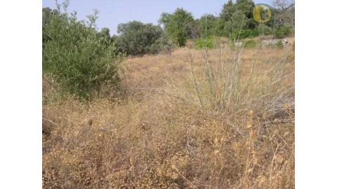 Terreno Agricola ou Rústico para Venda em Santa Barbara de Nexe