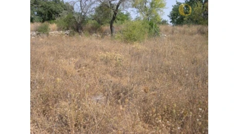 Terreno Agricola ou Rústico para Venda em Santa Barbara de Nexe