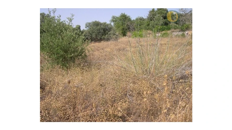 Terreno Agricola ou Rústico para Venda em Santa Barbara de Nexe Foto 2